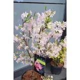 Plantenwelt Wiesmoor Japanische Zierkirsche Prunus kurilensis Ruby 60-80 cm hoch im 5 Liter Pflanzcontainer