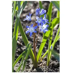 Scilla siberica, Blaustern, intensiv blau, ca. 9x9 cm Topf