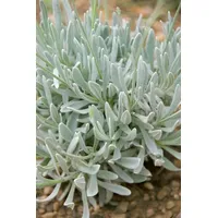 Pflanzen Für Dich Lavandula latifolia, Speiklavendel, aromatisch, ca. 9x9