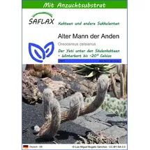 SAFLAX - Kakteen - Alter Mann der Anden - 40 Samen - Mit keimfreiem Anzuchtsubstrat - Oreocereus celsianus