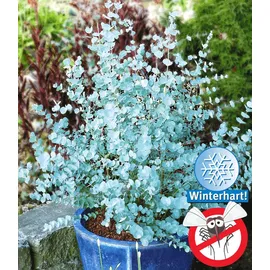 BALDUR Garten 1x Winterharter Eukalyptus Azura® im XXL-Topf, Pflanze im 15 cm-Topf, Eucalyptus gunnii, Azura, winterhart bis -20 °C, mehrjährig,