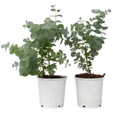 Plant in a Box - Eukalyptus - 2 Stk - Eucalyptus Pulverulenta 'Baby Blue" 2er Set Höhe 25-40cm