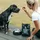 Tales & Tails Forelle und Hering 1,5 kg