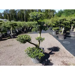 Olivenbaum 8 Pon Pon Bonsai Formgehölz Gartenbonsai Olea europaea Olive winterhart
