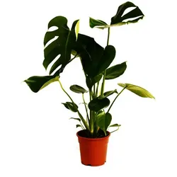 Monstera deliciosa XL