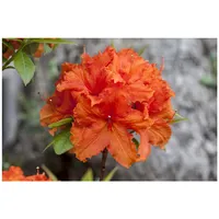 Pflanzen Für Dich Rhododendron luteum 'Golden Eagle', gelb, 30–40