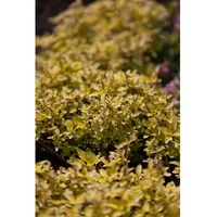 Pflanzen Für Dich Origanum vulgare 'Aureum', Goldmajoran, aromatisch, ca.