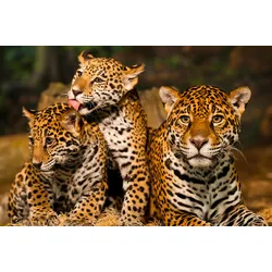 Fototapete PAPERMOON "Leoparden Familie", bunt, B:3,00m L:2,23m, Vlies, Tapeten
