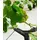 Gusta Garden Cucumber Buddy 18 x 108 x 14 cm Schwarz