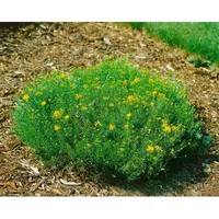 Pflanzen Für Dich Genista radiata, Ginster, gelb, 20–30 cm