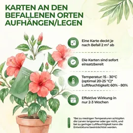 cubero gmbh Florfliegenlarven gegen Blattläuse & Wollläuse 1 Karte für 2 m2