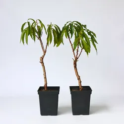 Plant in a Box - Pfirsichbaum - 2 Stk - Prunus 'Bonanza' - Höhe 60-70cm - Topf 15cm