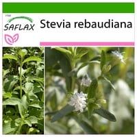 SAFLAX - Kräuter - Stevia Süßkraut - 100 Samen - Mit keimfreiem Anzuchtsubstrat - Stevia rebaudiana