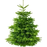 Pflanzen Für Dich Weihnachtsbaum Nordmanntanne 160- 180