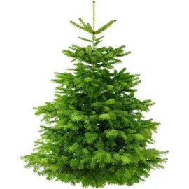 Pflanzen Für Dich Weihnachtsbaum Nordmanntanne 160- 180