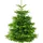 Pflanzen Für Dich Weihnachtsbaum Nordmanntanne 160- 180
