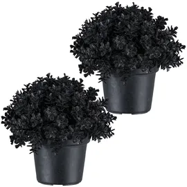 Creativ green Kunstpflanze CREATIV GREEN "Eukalyptus", schwarz, H:13cm, Kunststoff, Kunstpflanzen, Kunstpflanze, in Kugelform