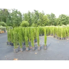 grünwaren 1x Mittelmeerzypresse 180 cm Säulen Toskana Zypressen Zypresse Cupressus Sempervirens