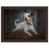 Jack Russell Knietablett aus Kunstleder