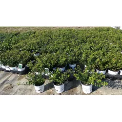 100 Stück Ilex crenata Stokes Heckenpflanze Buchsbaum Ersatz winterhart + robust