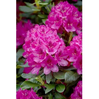 Pflanzen Für Dich Rhododendron 'Nova Zembla', rot, 40–50 cm