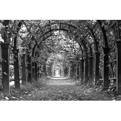 Fototapete PAPERMOON "Garten Schwarz & Weiß", schwarz (schwarz, weiß), B:5,00m L:2,80m, Vlies, Tapeten