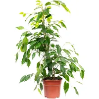 Flowerbox Value Greens Pflegeleichete Birkenfeige 'Forever' Ficus Benjamini ca.