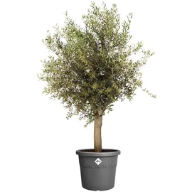 elho Algarve Cilindro Ø 58 x 48 cm Anthrazit