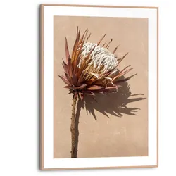 Poster REINDERS "Protea Blume", braun (farbe bild(er): braun), B:30cm H:40cm T:1,6cm, MDF, Bilder