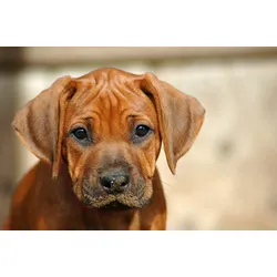 Fototapete PAPERMOON "Rhodesian Ridgeback Welpe", bunt, B:3,5m L:2,6m, Vlies, Tapeten
