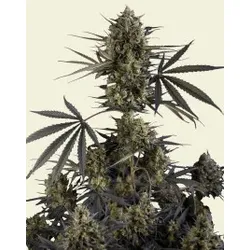 Pound Cake Auto | Autoflowering Hanfsamen von Fast Buds | 3 Hanfsamen