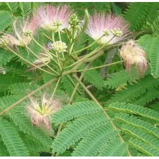 3 Albizia Julibrissin Rosea- Seidenbaum, Schlafbaum 'Rosea' 40-50 cm im Container - Die Eleganz des Seidenbaums 'Rosea'