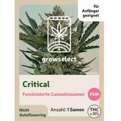 Critical | Feminisierte Cannabissamen von GrowSelect | 1 Hanfsamen