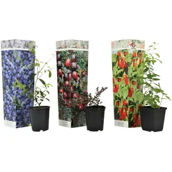 Plant in a Box Obstbäume - Blaubeere, Moosbeere & Wolfsbeere Höhe 25-40cm