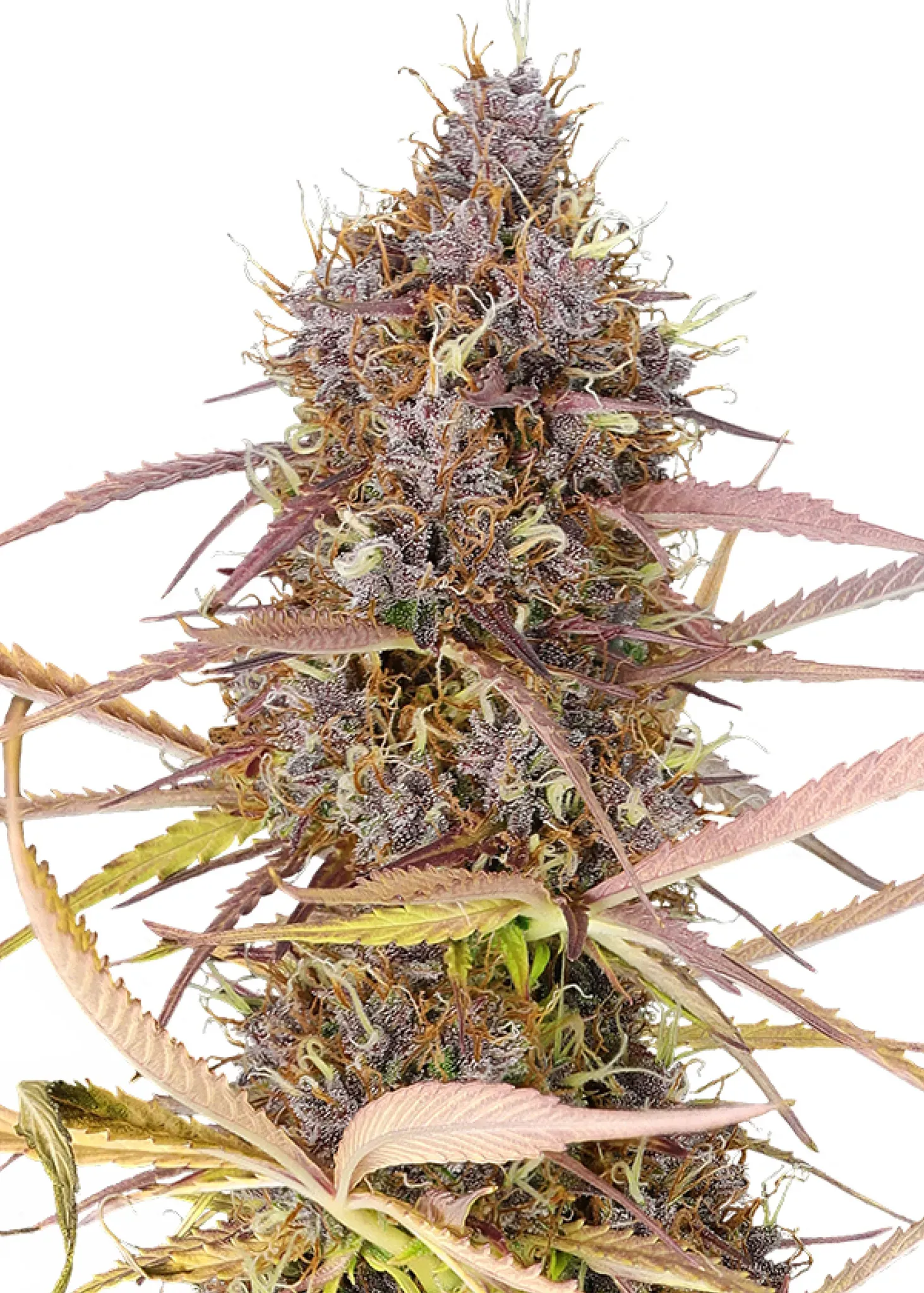 Royal Queen Seeds Purple Queen  3 Samen