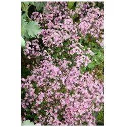 Thalictrum kiusianum, Wiesenraute, zartrosa, ca. 9x9 cm Topf