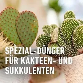 Compo Kakteendünger 250 ml
