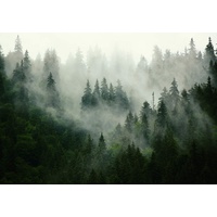 Fototapete Consalnet Fototapete Bäume-Nebel 368 x 254 cm, Vlies)