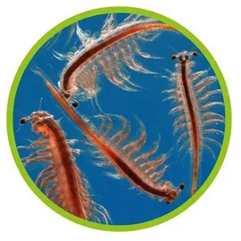 Hobby Aquaristik Hobby Artemia Aufzuchtschale