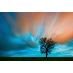 PAPERMOON Fototapete „Baum auf Wiese“ Tapeten Gr. B/L: 4,00 m x 2,60 m, Bahnen: 8 St., bunt Fototapeten