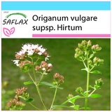 Saflax - Griechischer Oregano - 600 Samen - Mit Geschenkbox, Karte, Etikett und Anzuchtsubstrat