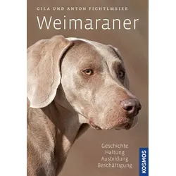 Weimaraner