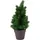 Europalms PE Tanne mit LEDs grün 40 cm