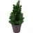 Europalms PE Tanne mit LEDs, 40cm