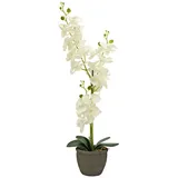 Europalms Orchidee, Kunstpflanze, cremefarben, 80cm