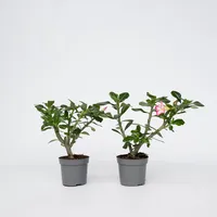 Plant in a Box - Wüstenrose - 2 Stk