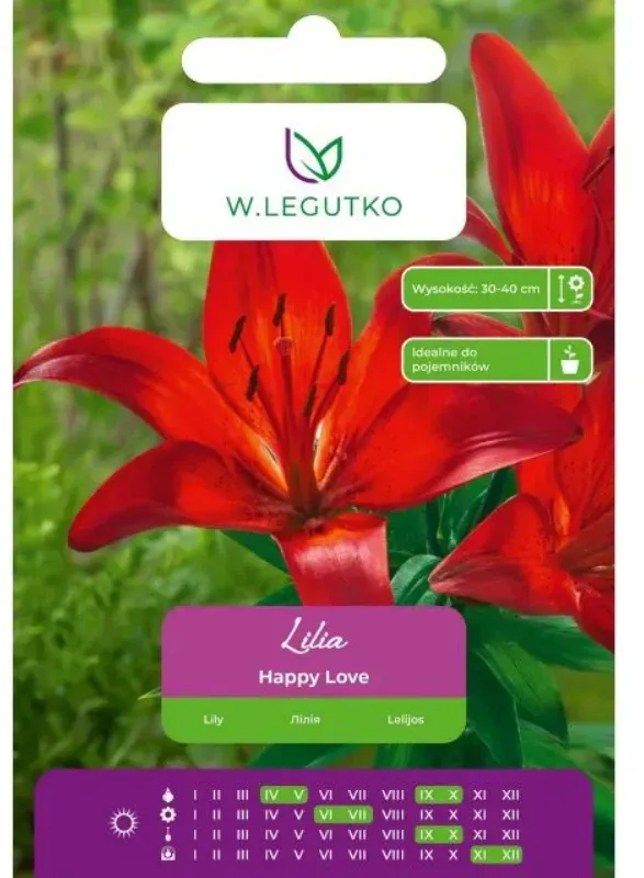 Lilie Happy Love rot 1 Stück