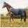 HKM Heizdecke EquineCarePro 165 cm Schwarz