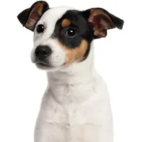 YOUNIKAT Fensterbild Jack Russell Terrier I beidseitig bedruckt I 24,6 x 18,6 cm I wiederverwendbar I statisch haftend I dv1322