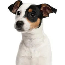 YOUNIKAT Fensterbild Jack Russell Terrier I beidseitig bedruckt I 24,6 x 18,6 cm I wiederverwendbar I statisch haftend I dv1322